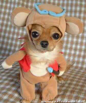 Cagnolino in maschera