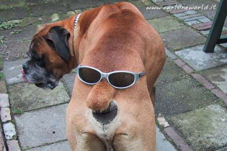 foto divertente cane