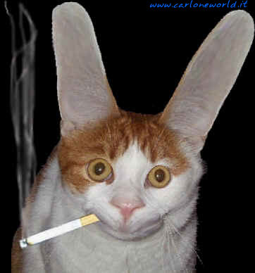 gatto fuma