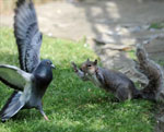 Immagine buffa: scoiattolo e piccione