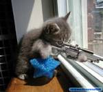 gattino