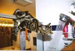 Gatto acrobazie