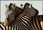 Immagini tenere, bellissime immagini animali: zebre