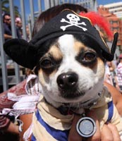 Costume di Carnevale: Cane Pirata