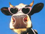 Mucca divertente con occhiali