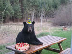 Orso compleanno