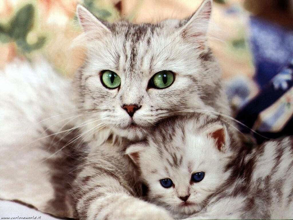 Sfondo gattino con mamma