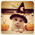 gattino Halloween
