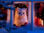 bellissime foto di Natale