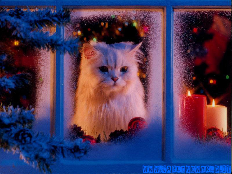 Immagine Natale: gatto che osserva dalla finestra