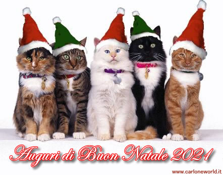 Auguri di Natale 2021 con bellissimi e simpatici gatti