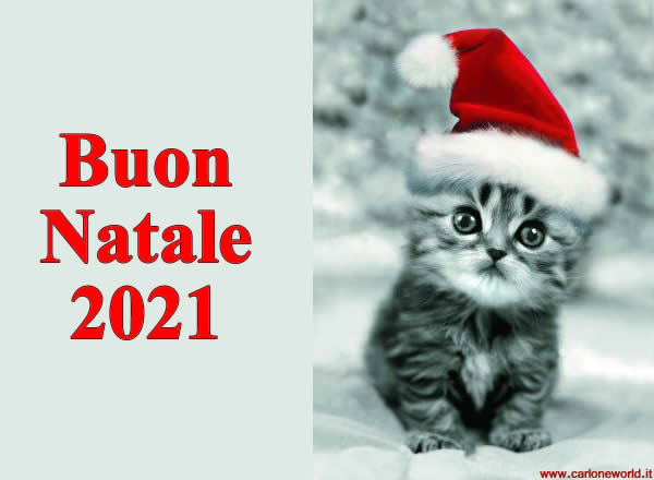 Auguri di buon Natale 2021 con bellissimo e dolce gattino