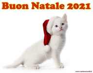 Buon Natale 2021 con tenero gattino