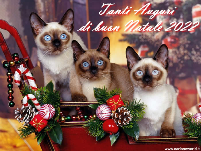 Auguri di Natale 2022 con bellissimi gatti