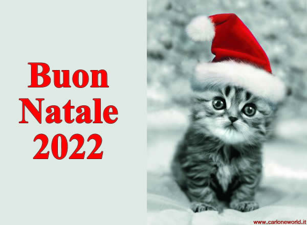 Auguri di buon Natale 2022 con bellissimo e dolce gattino