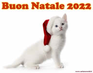 Buon Natale 2022 con tenero gattino