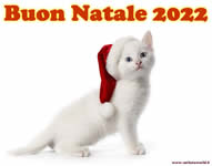 Buon Natale 2022 con tenero gattino Buon Natale 2022 con tenero gattino