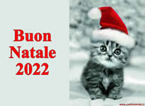Buon Natale 2022 con dolce gattino Buon Natale 2022 con dolce gattino