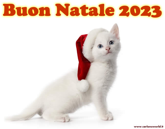 Buon Natale 2023 con tenero gattino
