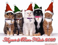 Buon Natale 2023 con dolci gattini