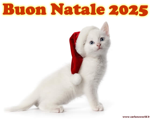 Buon Natale 2025 con tenero gattino