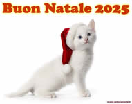 Buon Natale 2025 con tenero gattino