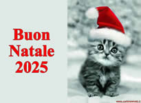 Buon Natale 2025 con dolce gattino