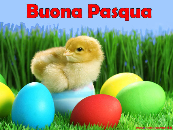 Pulcino Buona Pasqua