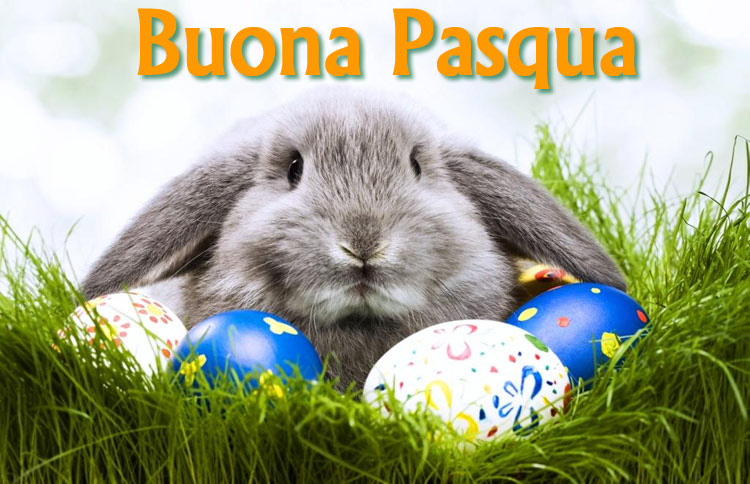 Coniglio Buona Pasqua