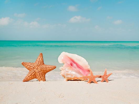 Foto Spiaggia con conchiglia e stella marina
