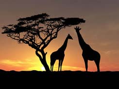 Tramonto con Giraffe