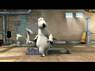 Bellissima animazione: Orso Fitness