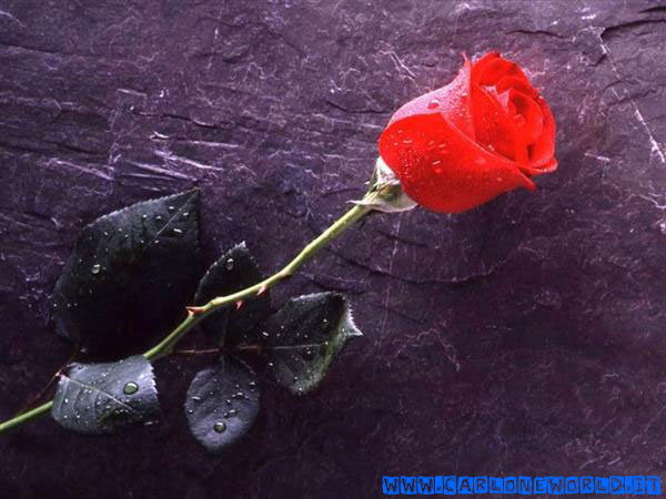 Rosa Rossa
