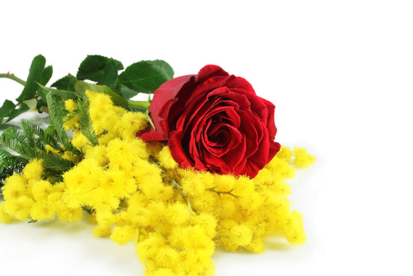 Mimosa e Rosa rossa