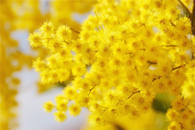 Mimosa