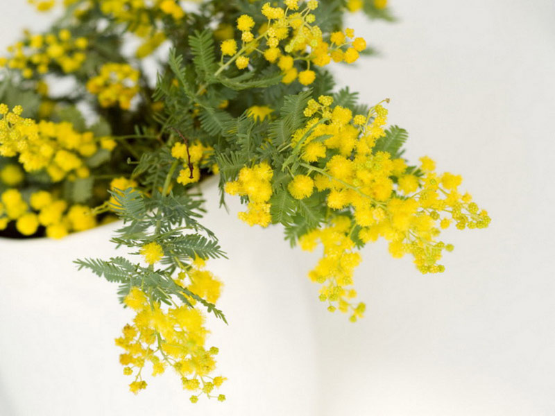 Mimosa
