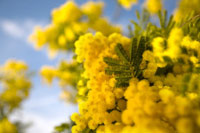 Festa della Donna, Mimosa