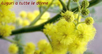Auguri a Tutte le Donne con splendida mimosa