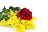 Mimosa e Rosa rossa