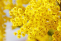 Mimosa