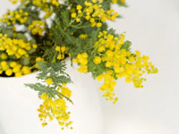 Mimosa